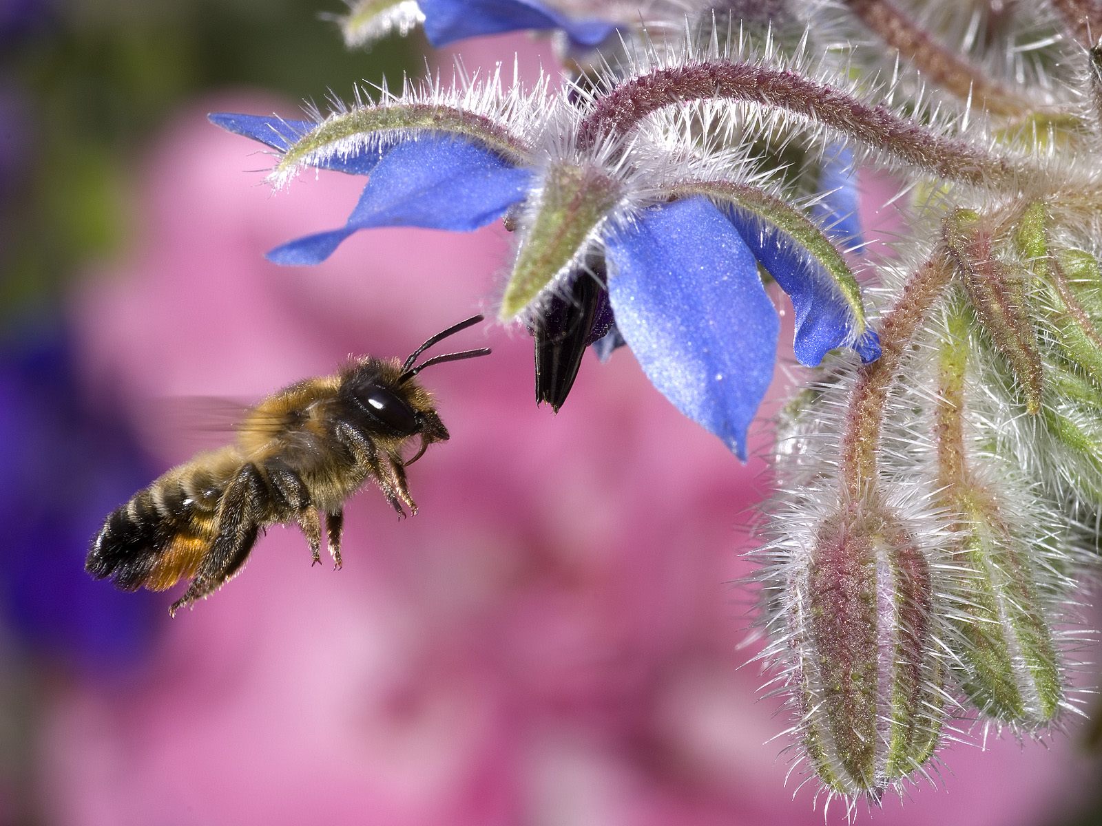 Hovering Honey Bee359972880